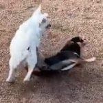 Себечие Дела и Хобота