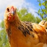 Птицеводство куры, гуси, перепела, инкубаторы