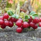 Будни Олега