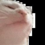 Кошан akstolfo | (EZCASH)