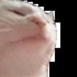 Кошан akstolfo | (EZCASH)