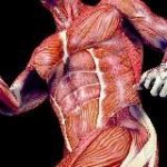 Sólo para mis huesos y músculos.