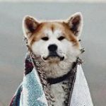 Лавка Новикова