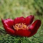 Ботанический сад ЮФУ Экскурсии, курсы фитодизайна и са