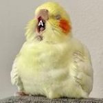 Мой Дружок-Попужок Попугаи | Птицы