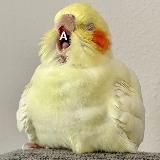 Мой Дружок-Попужок Попугаи | Птицы