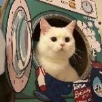 Темы и языки | Обои для тг