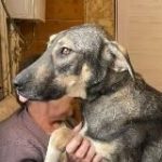 Приют “Лохматая душа”