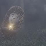 Это просто Ёжик в тумане