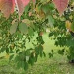 Путь к спокойствию