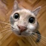 Котик-синоптик