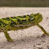 Кейптауниан, ЮАР