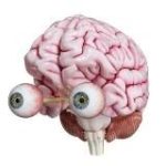 Мозг Ящер Инвест облигации, акции, ЦФА