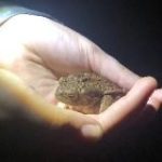 Зеленая карета || Магазин украшений