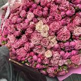 𝒯𝒽𝑒𝓁𝒾𝓂𝓈𝓈