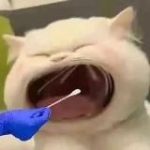 吃瓜头条《新闻|搞笑|爆料》