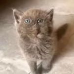 блади455 /bladi