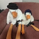 Дикие гуси летят в Израиль