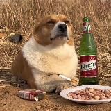 吃瓜.猎奇.新闻电视台