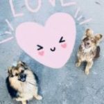 Пушистый любимчик