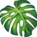 Плантас | про комнатные растения