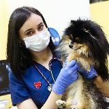 Ветеринарная эндоскопия и гастроэнтерология⬛