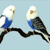 МАРГИЛОН КУШЛАР БОЗОР