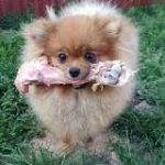 НАТУРАЛЬНОЕ ПРАВИЛЬНОЕ ПИТАНИЕ СОБАК И КОШЕК