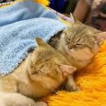 Белый дракон