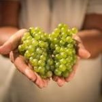 Веселый организатор винных путешествий