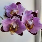 Орхидеи чат flowers-yuga.ru