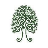 Сибирский кедр