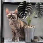 Green room. Пикси и зеленая комната⬛