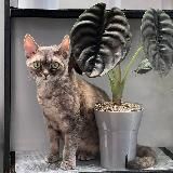 Green room. Пикси и зеленая комната⬛