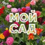 Мой сад