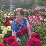 Пионовый Рай – ПРОДАЖИ