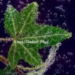 NaturPlus*