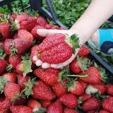 О жизни на кубани. Ульяна