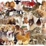 Домашние животные