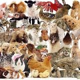 Домашние животные