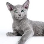 Архангельский Кот