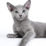 Архангельский Кот