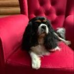 Блог Сильвии: Кавалер Кинг Чарльз Спаниели