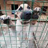 Гурского – НЕ приют