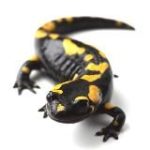 Саламандры. Международное движение сатанизма: официал