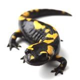 Саламандры. Международное движение сатанизма: официал