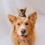 ДІМ ДЛЯ ТВАРИН ANIMAL HOUSE