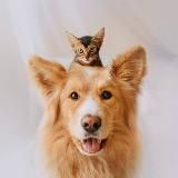 ДІМ ДЛЯ ТВАРИН ANIMAL HOUSE