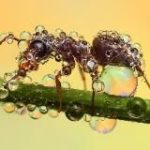 Природа | Животные | Насекомые