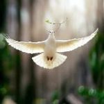 Germanische Heilkunde für Tiere